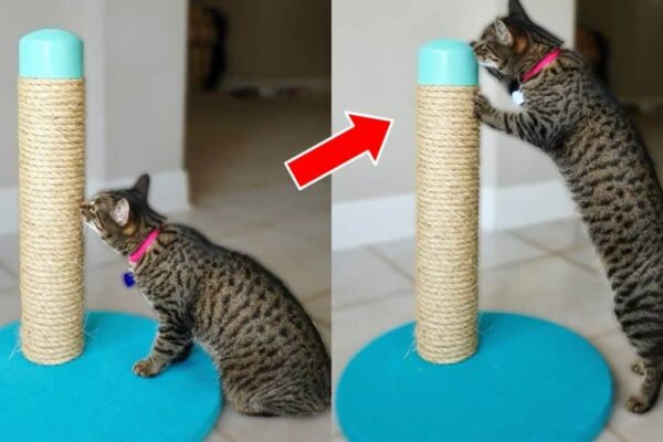 Finished DIY Cat Scratching Post Using PVC Pipe, a completed DIY project