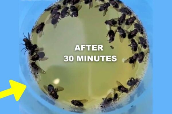 Finished DIY Effective Fly Trap, a completed DIY project