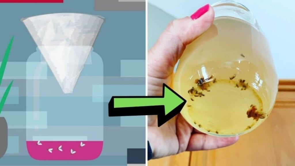 Finished 3 Effective Trap For Fruit Flies, a completed DIY project