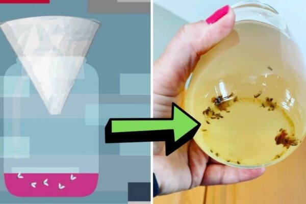 Finished 3 Effective Trap For Fruit Flies, a completed DIY project
