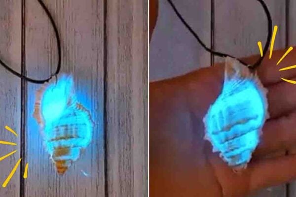 Finished DIY Glow-In-The-Dark Seashell, a completed DIY project