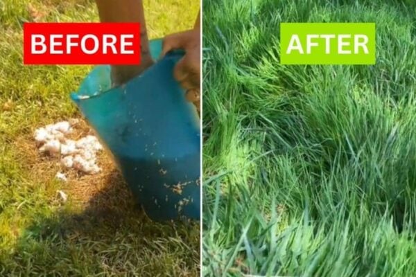 Finished DIY Grass Hack You Should Try Now, a completed DIY project