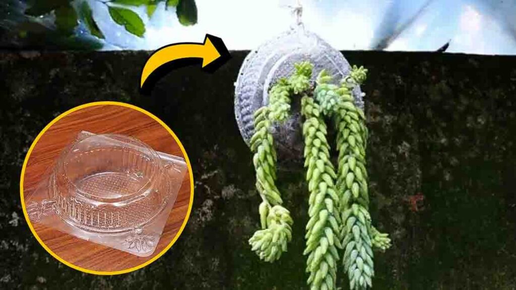 DIY Hanging Donkey Tail Planter Using An Old Cake Box, homemade and freshly served