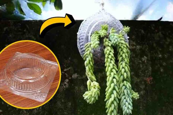 DIY Hanging Donkey Tail Planter Using An Old Cake Box, homemade and freshly served