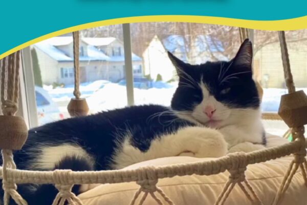 Finished DIY Hanging Macramé Cat Bed, a completed DIY project