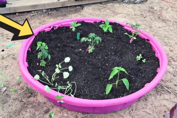 Finished $7 Kiddie Pool Raised Garden Bed, a completed DIY project