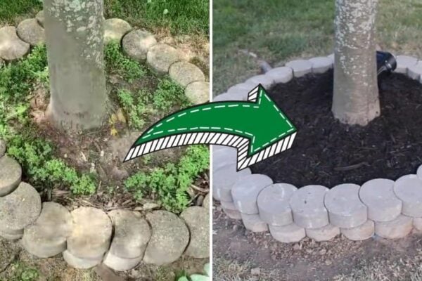 Finished 5 DIY Landscaping Tips On A Budget, a completed DIY project