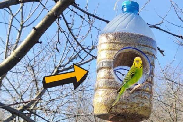 Finished DIY Plastic Bottle Bird Feeder, a completed DIY project