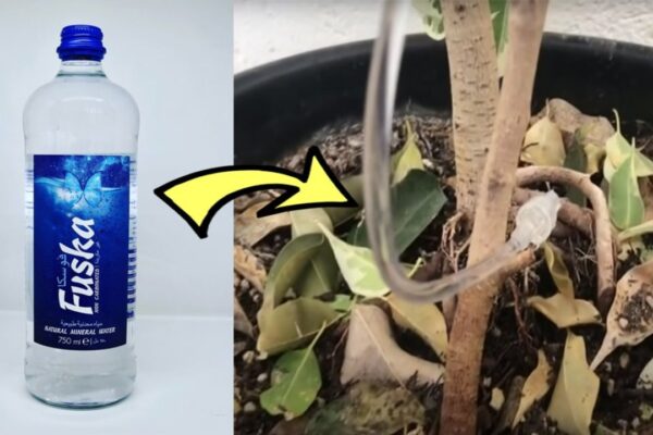 DIY Plastic Bottle Dip Waterer, homemade and freshly served