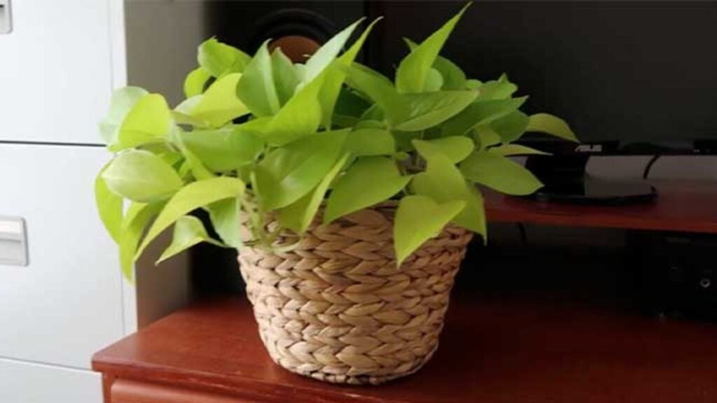 Finished DIY Rope Houseplant Pot, a completed DIY project
