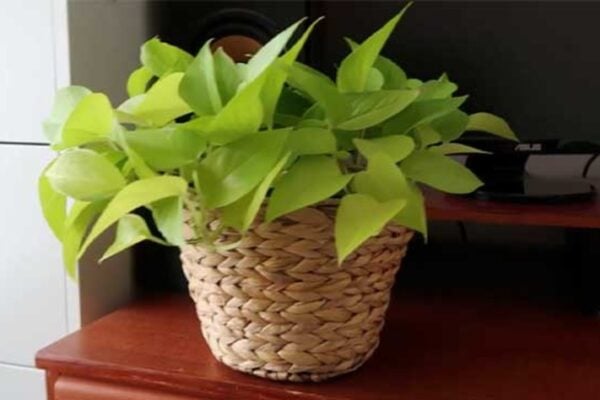 Finished DIY Rope Houseplant Pot, a completed DIY project