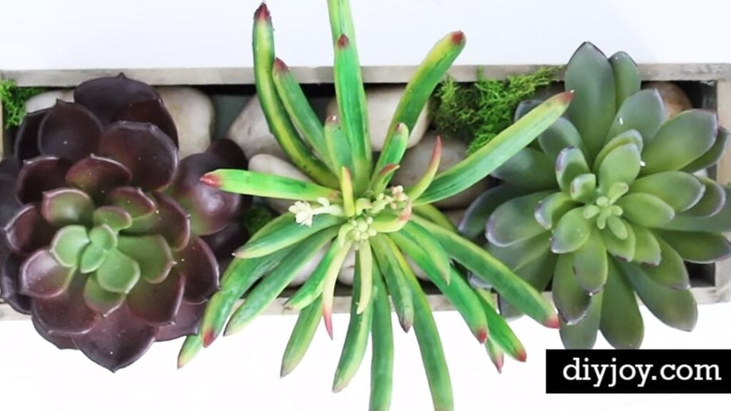 DIY Succulent Planter Centerpiece, homemade and freshly served