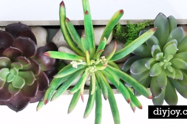 DIY Succulent Planter Centerpiece, homemade and freshly served