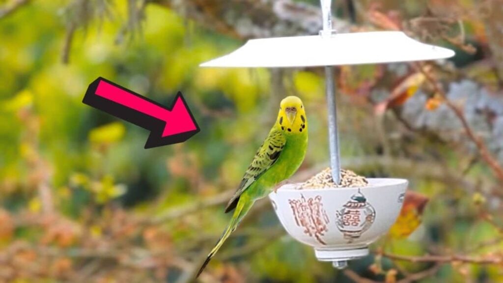 Finished DIY Teacup Bird Feeder, a completed DIY project