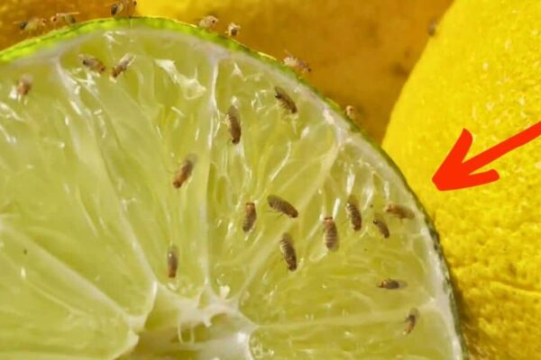 Finished Simple DIY Trick to Get Rid of Fruit Flies, a completed DIY project