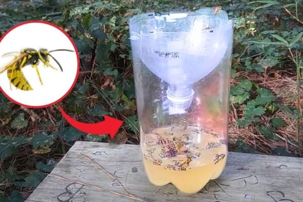 Finished DIY Yellow Jacket Trap (Cheap and Easy), a completed DIY project