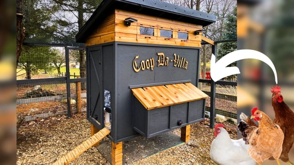 How to Build the Ultimate Chicken Coop in 7 Days, homemade and freshly served