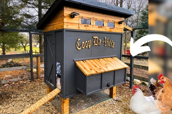How to Build the Ultimate Chicken Coop in 7 Days, homemade and freshly served