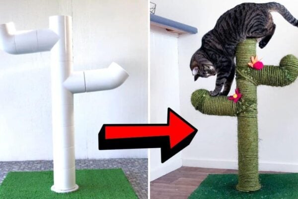 Finished a DIY Cactus Cat Scratch Post Using PVC Pipes, a completed DIY project