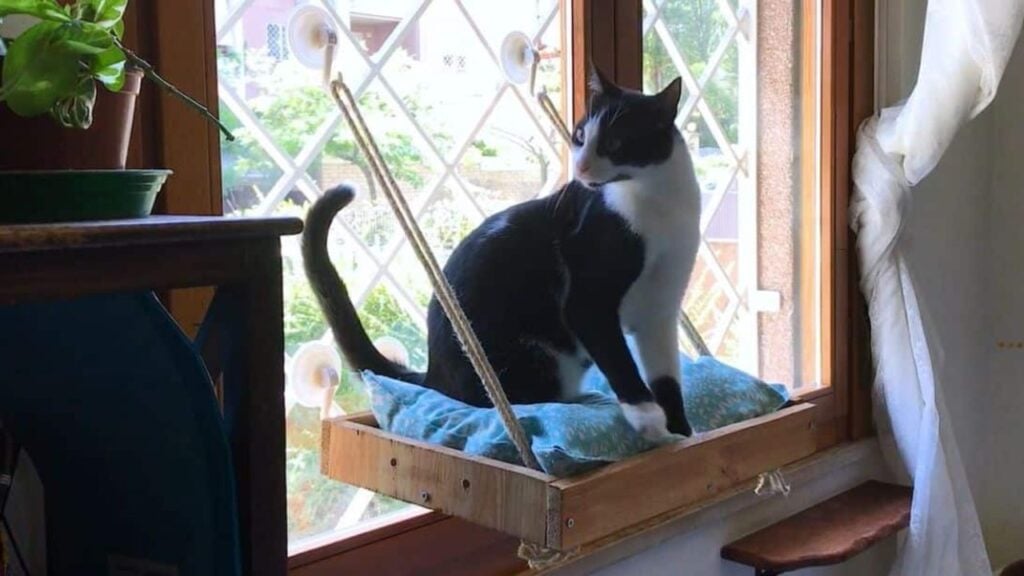 Finished How to Repurpose Wooden Tray Into DIY Cat Window Seat, a completed DIY project