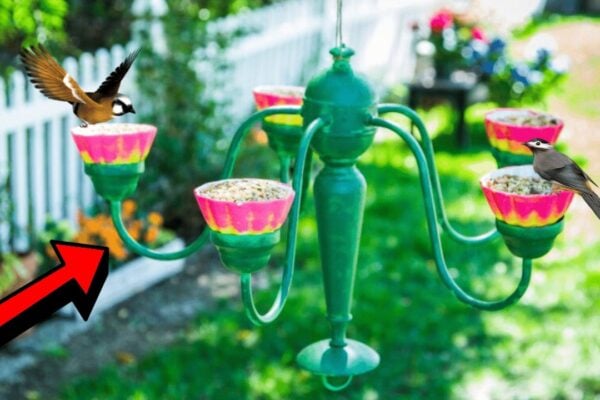 Finished How to Turn an Old Chandelier Into a Bird Feeder, a completed DIY project