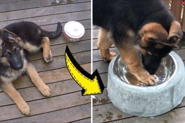 Finished a DIY Untippable Dog Bowl For Less Than $10, a completed DIY project