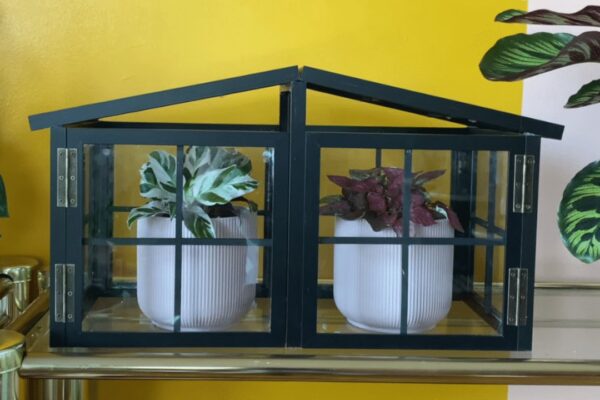 Finished a Mini Greenhouse Using Picture Frames, a completed DIY project