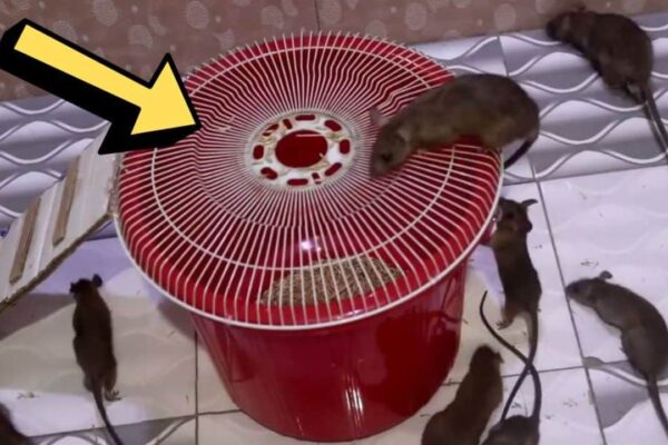Finished Easy & Simple DIY Mouse Trap, a completed DIY project