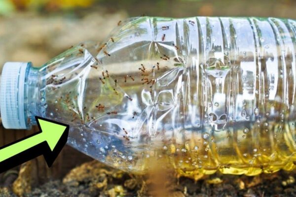 Finished DIY Recycled Trap to Get Rid of Ant Colony, a completed DIY project