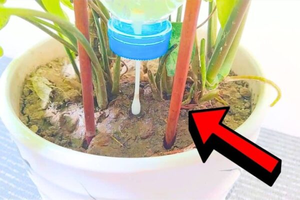 Finished Easy DIY Drip Irrigation System Made Out of Recycled Materials, a completed DIY project