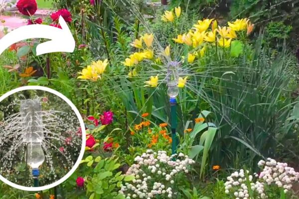 Finished a DIY Garden Irrigation System With a Plastic Bottle, a completed DIY project