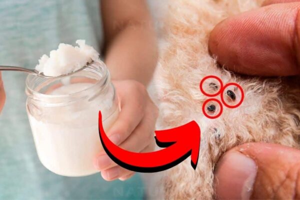 How to Naturally Kill Dog Fleas with Coconut Oil, homemade and freshly served