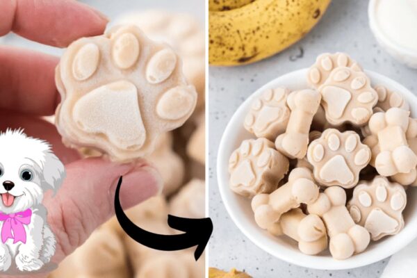 Ice Cream for Dogs, homemade and freshly served