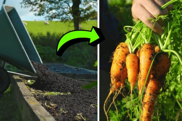 No-Dig Gardening Technique for Beginners