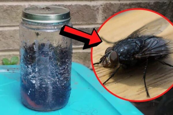 Finished Easy & Super Effective Homemade Fly Trap, a completed DIY project