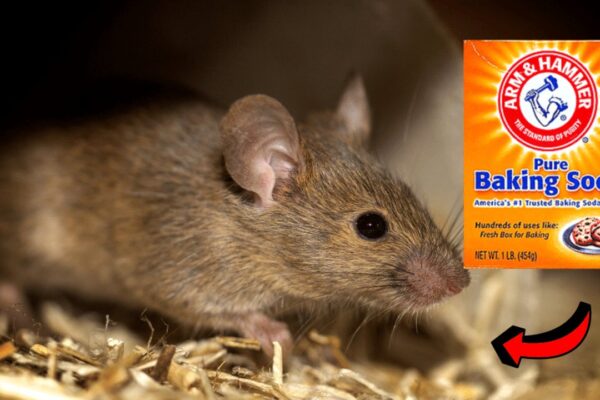 Homemade rodent bait