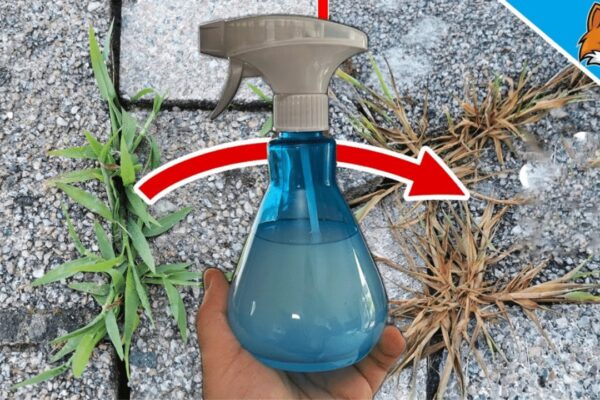 Finished Easy Homemade Weed Killer, a completed DIY project