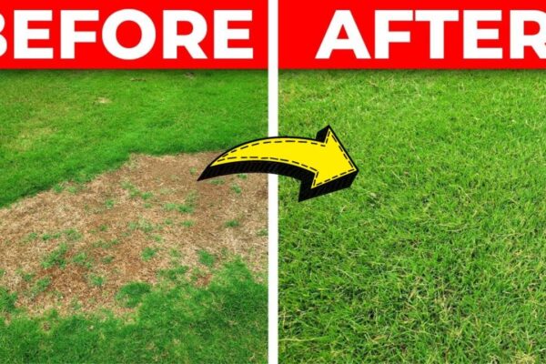 Finished How to Fix a Bare Spot in Your Lawn, a completed DIY project