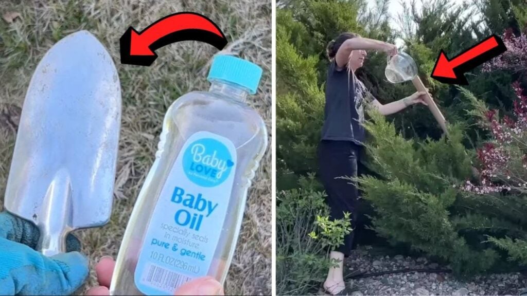 Finished 5 Life-Saving Gardening Hacks That You Must Know, a completed DIY project