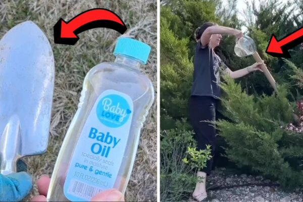 Finished 5 Life-Saving Gardening Hacks That You Must Know, a completed DIY project