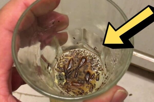 Finished Easy No-Chemical DIY Cockroach Trap, a completed DIY project