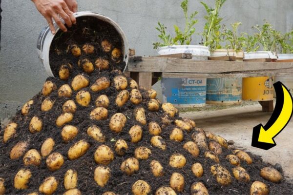 How to Grow Potatoes All Year Round, homemade and freshly served