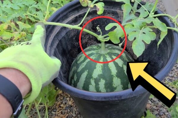 How to Tell if Your Watermelon is Ripe in 5 Seconds, homemade and freshly served