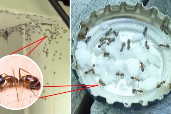 Inexpensive and Natural Solution to Get Rid of Ants for Good