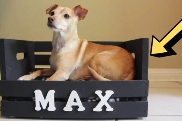 Finished How to Build a DIY Dog Bed for Small Dogs, a completed DIY project