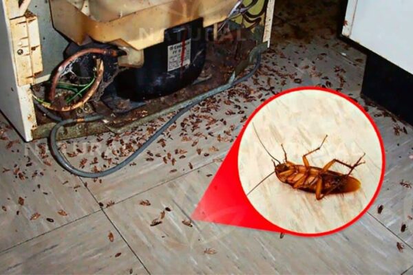 Fast Way to Get Rid of Cockroaches for Good