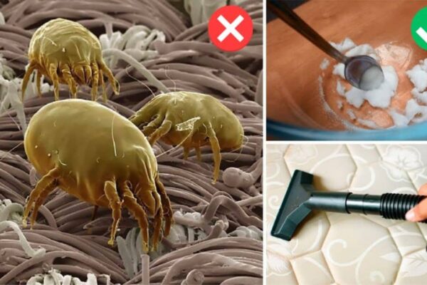 Learn How to Remove Dust Mites From a Mattress Fast