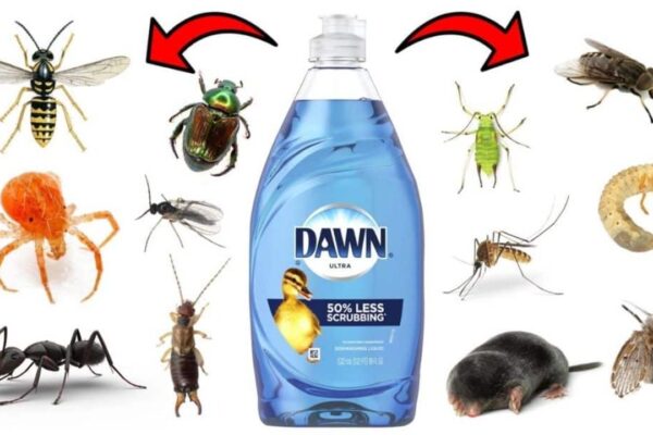 Finished How to Get Rid of Pests with Dawn Dish Soap, a completed DIY project