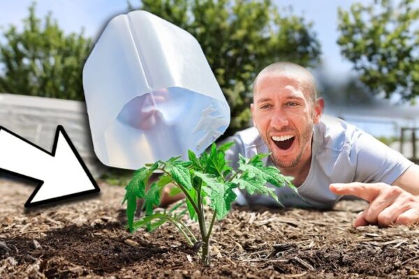 10 Free Garden Hacks Using Household Items