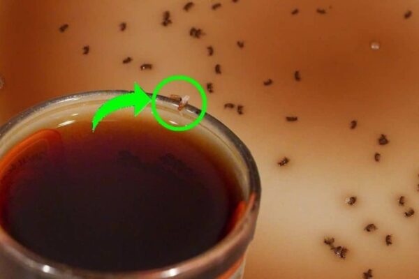 Finished Genius Fruit Fly Trap, a completed DIY project